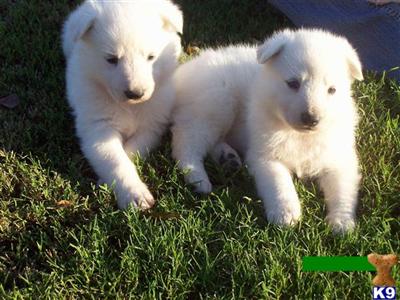 Puppies in GA